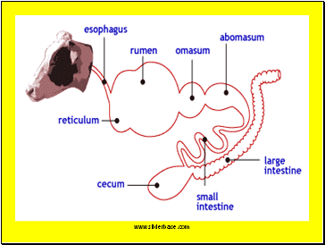 Flow of food in ruminant