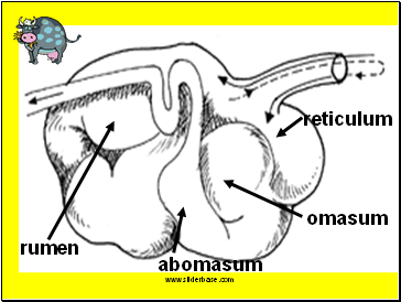 rumen