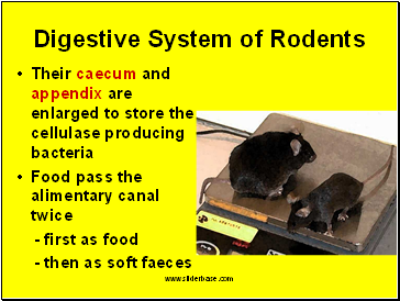 Digestive System of Rodents
