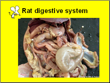 Rat digestive system