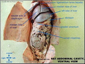 Rat digestive system