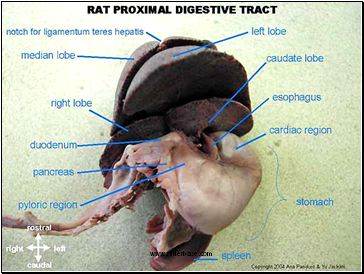 Rat digestive system