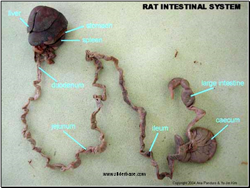 Rat digestive system