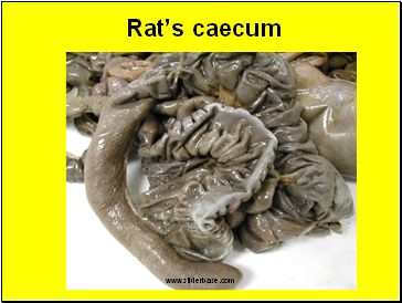 Rats caecum