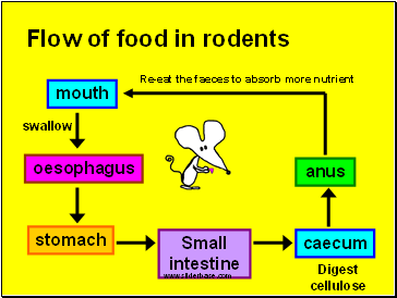 Flow of food in rodents