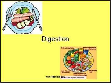 Digestion