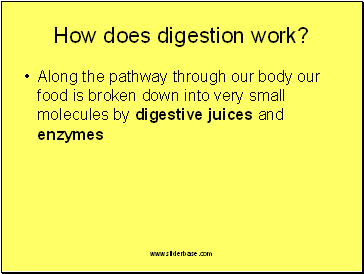 How does digestion work?