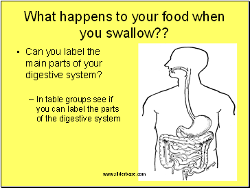 What happens to your food when you swallow??