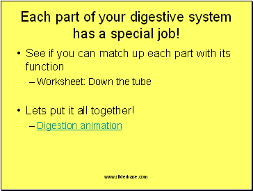 Each part of your digestive system has a special job!