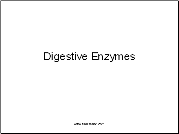 Digestive Enzymes