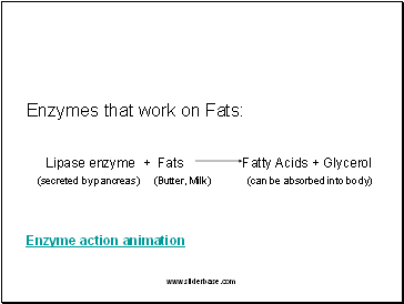 Enzymes that work on Fats