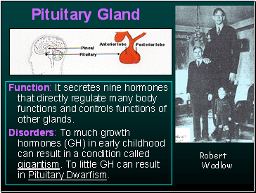 Pituitary Gland