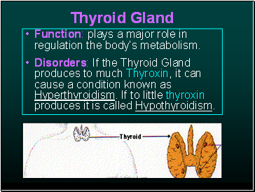 Thyroid Gland