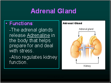 Adrenal Gland
