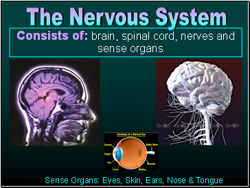 Consists of: brain, spinal cord, nerves and sense organs