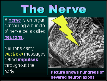 A nerve is an organ containing a bundle of nerve cells called neurons.