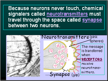 Because neurons never touch, chemical signalers called neurotransmitters must travel through the space called synapse between two neurons.