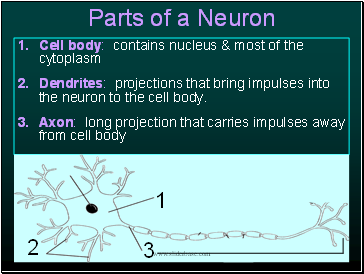 Parts of a Neuron