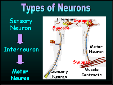 Sensory Neuron