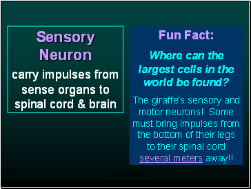 Sensory Neuron