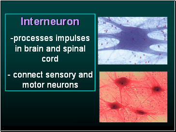 Interneuron