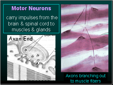 Motor Neurons