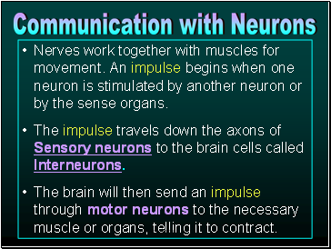 Nerves work together with muscles for movement. An impulse begins when one neuron is stimulated by another neuron or by the sense organs.