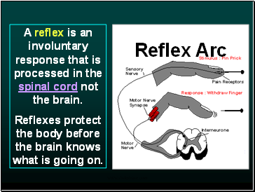 A reflex is an involuntary response that is processed in the spinal cord not the brain.