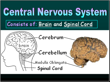 Central Nervous System