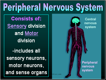 Consists of: Sensory division and Motor division