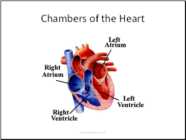 Chambers of the Heart