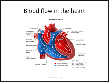 Blood flow in the heart