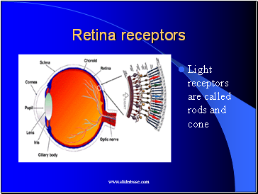 Retina receptors