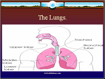 The Lungs.