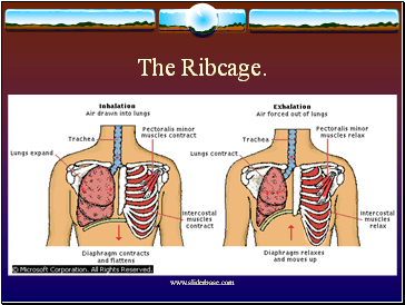 The Ribcage.