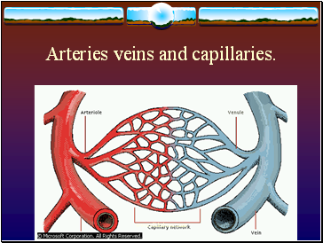 Arteries veins and capillaries.