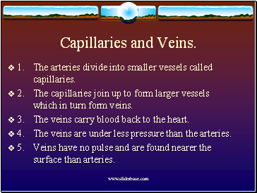 Capillaries and Veins.