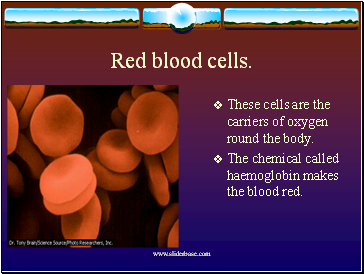 Red blood cells.