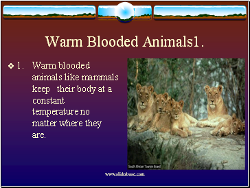 Warm Blooded Animals1.
