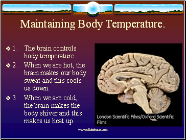 Maintaining Body Temperature.