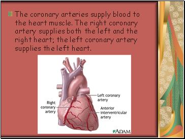 The coronary arteries supply blood to the heart muscle. The right coronary artery supplies both the left and the right heart; the left coronary artery supplies the left heart.
