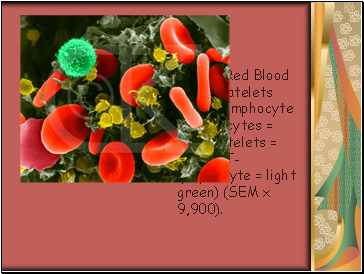 Human Red Blood Cells, Platelets and T-lymphocyte (erythocytes = red; platelets = yellow; T-lymphocyte = light green) (SEM x 9,900).