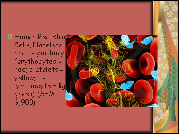 Human Red Blood Cells, Platelets and T-lymphocyte (erythocytes = red; platelets = yellow; T-lymphocyte = light green) (SEM x 9,900).