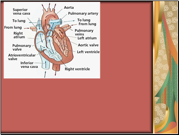 Heart disease arteriosclerosis