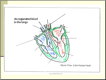 deoxygenated blood to the lungs