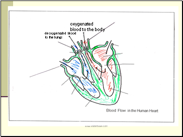 deoxygenated blood to the lungs