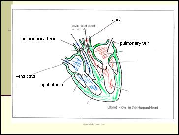 oxygenated blood to the body