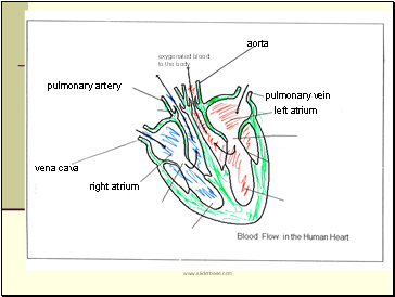 Oxygenated Blood To The Body