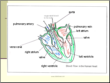 oxygenated blood to the body