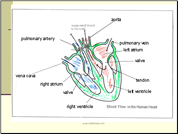 oxygenated blood to the body